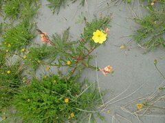 Oenothera stricta
