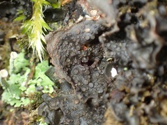 Scytinium polycarpum