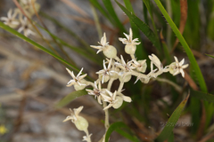 Conostylis neocymosa