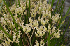 Conostylis neocymosa