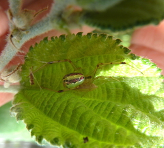 Thwaitesia nigronodosa