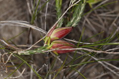 Darwinia speciosa