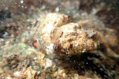 Stolidobranchia