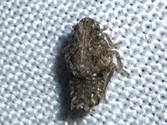 Flatoidinus punctatus