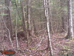 Odocoileus virginianus