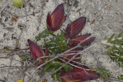 Darwinia speciosa