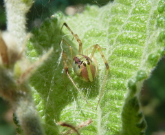 Thwaitesia nigronodosa