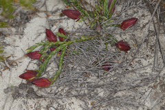 Darwinia speciosa