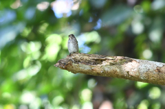 Muscicapa sibirica
