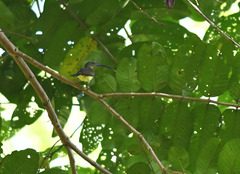 Arachnothera robusta