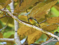 Chalcoparia singalensis