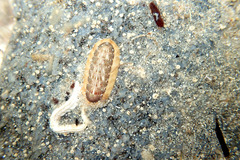 Ischnochiton torri