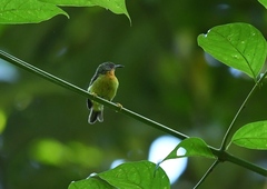 Chalcoparia singalensis