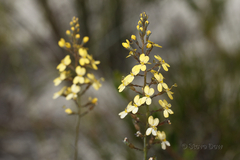 Stylidium diuroides