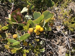 Acacia brachybotrya