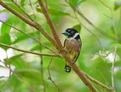 Eurylaimus ochromalus