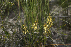 Stylidium diuroides