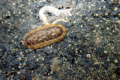 Ischnochiton torri