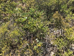 Acacia brachybotrya