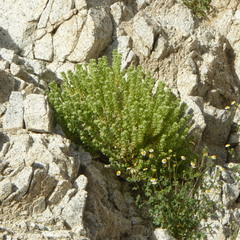 Petalonyx linearis