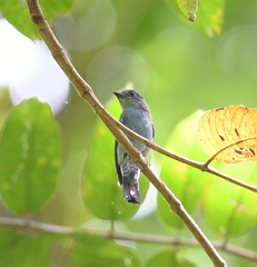 Cyornis unicolor