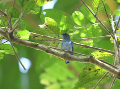 Cyornis unicolor