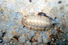 Ischnochiton cariosus