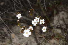 Drosera eneabba
