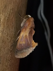 Gonodonta