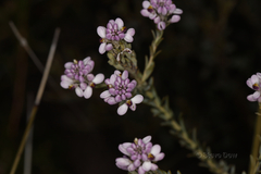 Comesperma drummondii