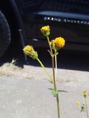 Bidens pilosa