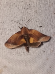 Gonodonta