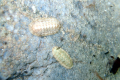 Ischnochiton variegatus