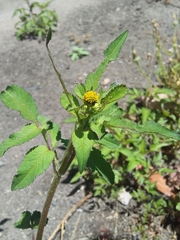 Bidens pilosa