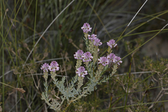 Comesperma drummondii