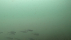 Aldrichetta forsteri