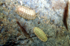 Ischnochiton variegatus