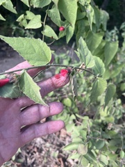 Malvaviscus arboreus