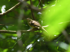 Tricholestes criniger