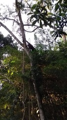 Alouatta guariba