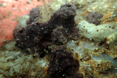 Chelonaplysilla violacea