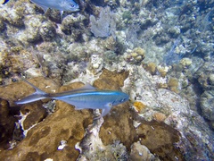 Caranx ruber