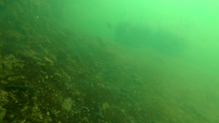 Tridentiger trigonocephalus