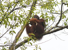 Pongo pygmaeus morio