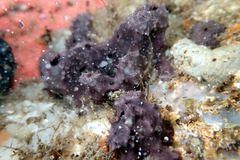 Chelonaplysilla violacea