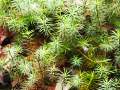 Dawsonia superba