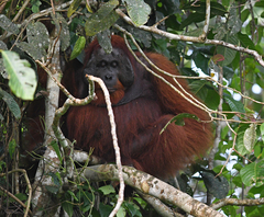 Pongo pygmaeus morio
