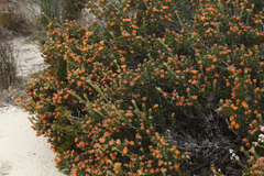 Melaleuca ectadioclada