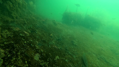 Sillaginodes punctatus