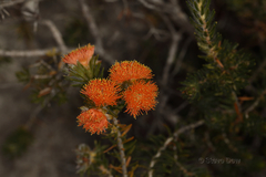 Melaleuca ectadioclada